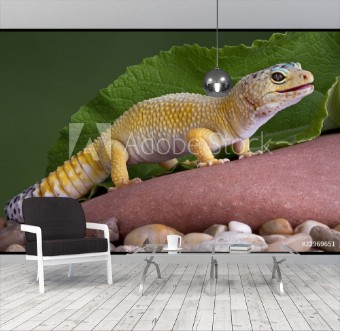 Picture of Leopard gecko on rock